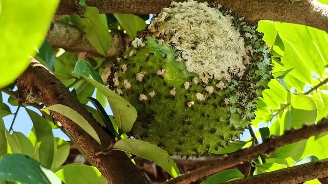 Fresh Annona muricata (soursop) fruit growing directly on the tree, showcasing its distinctive spiky green skin and natural growth in a tropical agricultural environment