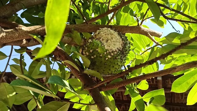 Fresh Annona muricata (soursop) fruit growing directly on the tree, showcasing its distinctive spiky green skin and natural growth in a tropical agricultural environment