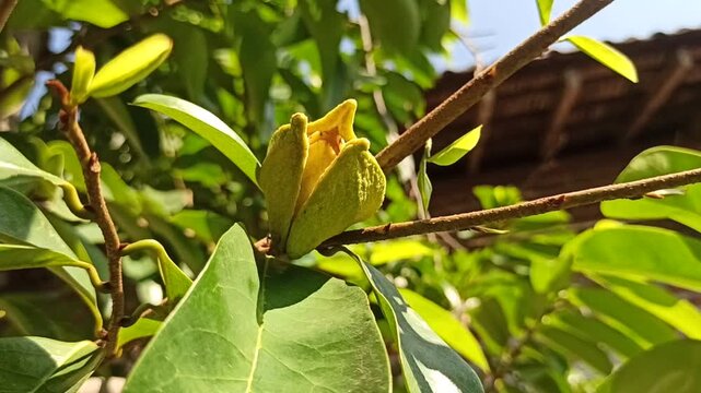 A delicate Annona muricata flower blooming directly on a soursop tree, showcasing its distinctive greenish-yellow petals and natural growth in a tropical environment.
