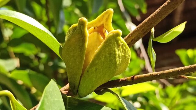A delicate Annona muricata flower blooming directly on a soursop tree, showcasing its distinctive greenish-yellow petals and natural growth in a tropical environment.