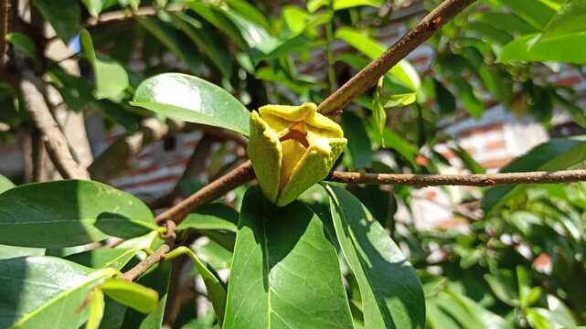 A delicate Annona muricata flower blooming directly on a soursop tree, showcasing its distinctive greenish-yellow petals and natural growth in a tropical environment.