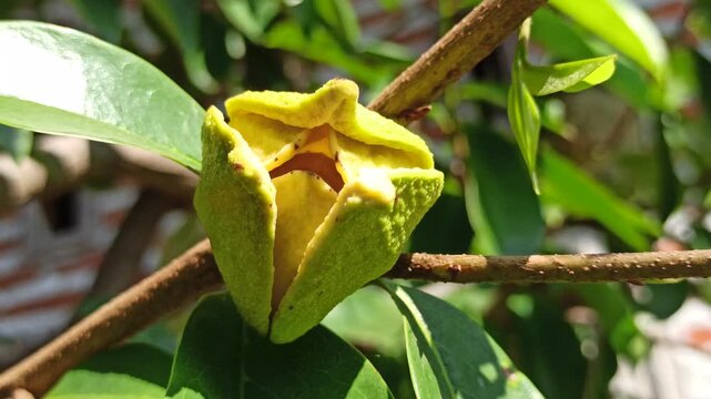 A delicate Annona muricata flower blooming directly on a soursop tree, showcasing its distinctive greenish-yellow petals and natural growth in a tropical environment.