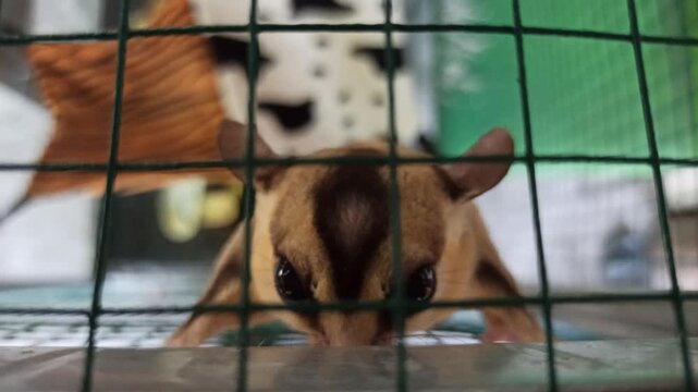 A cute sugar glider resting inside a wire cage, showcasing its distinctive gray fur, dark markings, large eyes, and small body in a domestic animal enclosure.
