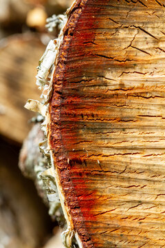 close up of a tree trunk