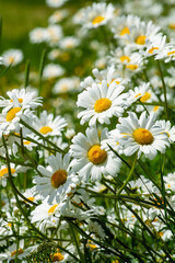 daisies in a field © Tanja