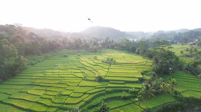Lush Green Rice Terrace Fields with Tropical Palm Trees and River