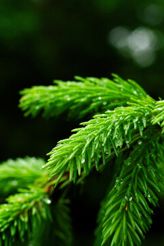 close up of a pine needles