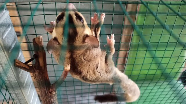 cute sugar glider resting inside a wire cage, showcasing its distinctive gray fur, dark markings, large eyes, and small body in a domestic animal enclosure