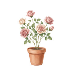 Obraz premium Vintage watercolor illustration of a potted rose flower