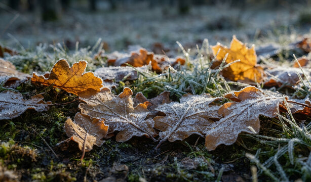 Frosted Autumn Leaves on Frozen Ground in Nature