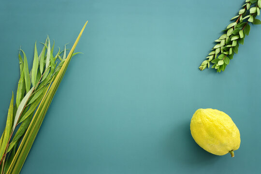 Jewish festival of Sukkot. Traditional symbols (The four species): Etrog (citron), lulav (palm branch), hadas (myrtle), arava (willow)