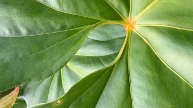 Horizontal close-up of layered green leaves with visible veins and curved shapes, ideal for botanical backgrounds, wellness branding, and abstract nature visuals.