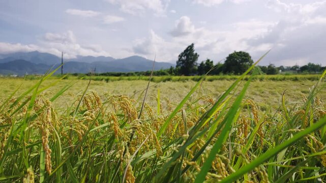 Rice plants swaying in wind in a paddy field