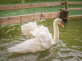 Graceful white mute swan swimming in pond water with wings raised © LemPro Filming Life