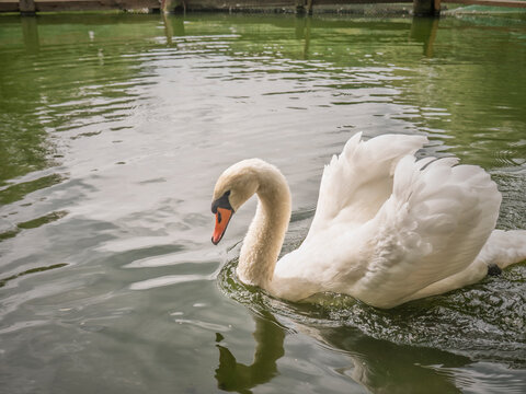 Graceful White Mute Swan Swimming in a Calm Green Pond Water with Reflection