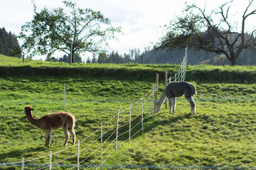 Obraz premium Llamas grazing peacefully in a serene green pasture under the clear blue sky during late afternoon hours in a tranquil rural landscape