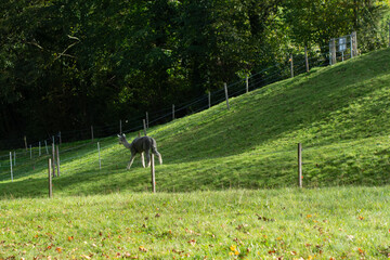 Obraz premium Lively animal strolls along a gentle green hillside under the warm autumn sun with vibrant foliage in the background showcasing nature's serene beauty