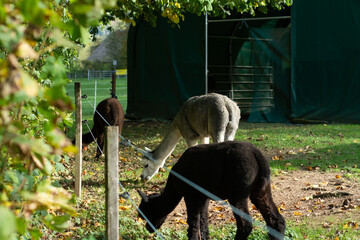 Obraz premium Gentle alpacas grazing peacefully in a lush green pasture surrounded by trees under the warm autumn sun in a serene countryside setting