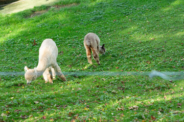 Obraz premium Two adorable alpacas peacefully grazing on lush green grass in a tranquil park during a sunny afternoon, surrounded by nature's vibrant hues of autumn