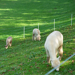 Obraz premium In a tranquil pasture, gentle alpacas peacefully graze on lush green hillsides, basking under the soft, warm sunlight of a bright afternoon