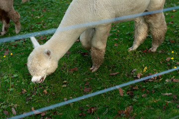 Obraz premium Alpaca grazes peacefully in a lush green pasture during a sunny afternoon, surrounded by fallen leaves and wildflowers, capturing the serenity of rural life