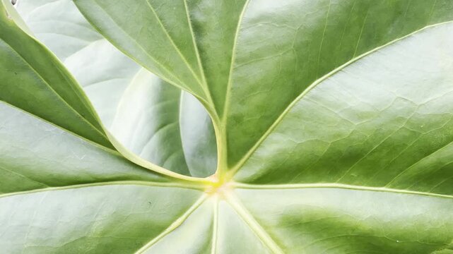 Horizontal close-up of layered green leaves with visible veins and natural geometric curves, ideal for skincare, spa, resort and wellness branding.