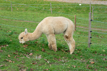 Obraz premium Curious alpaca grazes in a lush green pasture surrounded by rustic fencing during a tranquil autumn afternoon in a picturesque countryside landscape