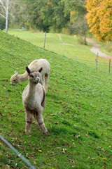 Obraz premium Charming alpacas grazing peacefully in a lush green meadow surrounded by vibrant autumn foliage on a serene afternoon in the countryside