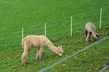 Obraz premium Two gentle alpacas grazing on a lush green field under soft daylight near a fence in a serene pastoral setting, creating a harmonious rural atmosphere