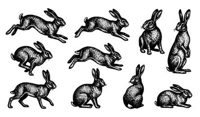 Vintage Engraved Rabbit and Hare Set, Hand Drawn Black and White Wildlife Illustrations © MD Faysal 