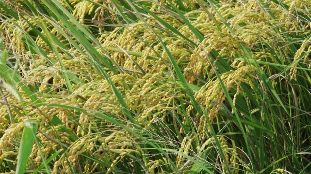Rice plants swaying in wind in a paddy field