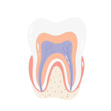 Anatomical cross-section of a tooth structure isolated on a white background flat illustration