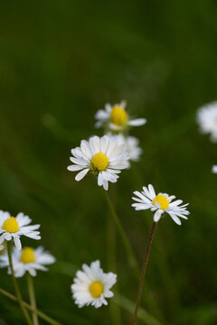 Macro Close-Up of Common Daisy (Bellis perennis), White Petals and Yellow Center, Botanical Nature Detail Concept