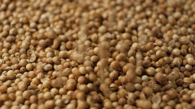 Dried coriander seeds background for cooking and recipe design