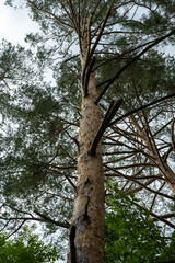 Fototapeta premium Close-up view of tall pine trunk rising toward cloudy sky