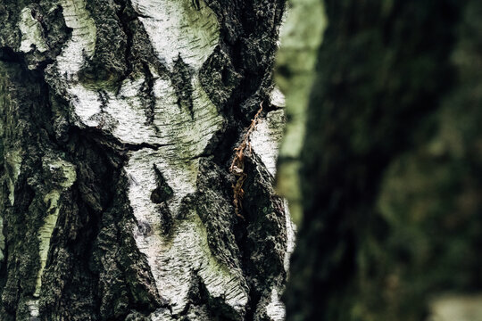 Detailed view of birch bark's unique peeling pattern