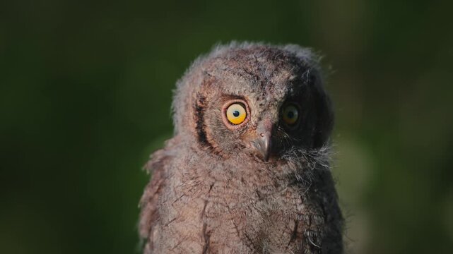 Portrait of a fluffy nestling Eurasian scops owl Otus scops perched on a tree branch in a forest. Close-up of a young wild owl chick in Wildlife habitat, featuring soft feathers, expressive eyes.