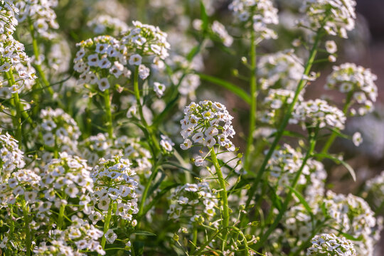Dainty purple and white flowers of Lobularia maritima Alyssum maritimum, sweet alyssum or sweet alison