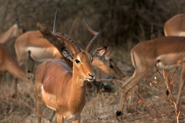 Naklejka premium Common impala in Kruger National Park, South Africa, standing in its natural savanna habitat during a safari. African wildlife in the wild.