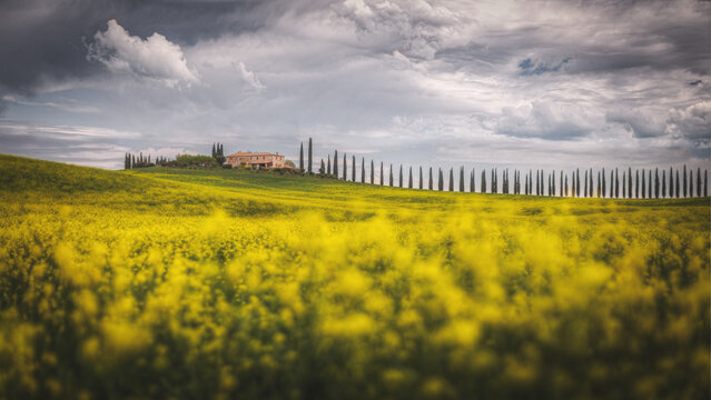 View of the iconic row of cypress trees set against rolling hills and a dramatic cloudy sky above a vibrant field of yellow flowers in San Quirico d'Orcia, Tuscany, Italy.