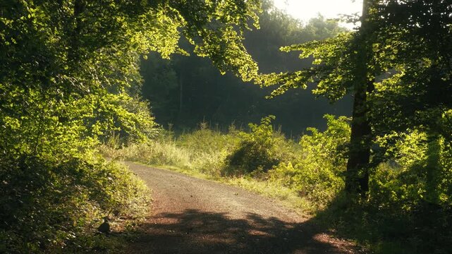 Empty path in a beautiful forest with rain and illuminated branches in gentle sunlight standing out against darker trees