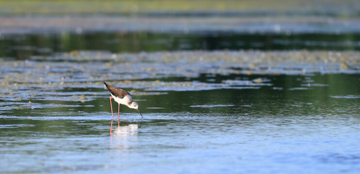 Black-winged stilt