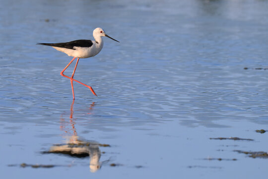 Black-winged stilt