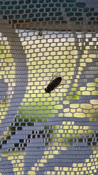 Insect sitting on a woven lace curtain, with outdoor nature light softly illuminating the detailed textile pattern