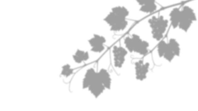 Shadow of a grapevine branch isolated on transparent background