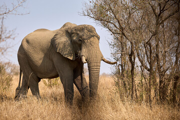 Fototapeta premium Large adult African elephant in Kruger National Park, South Africa, standing in its natural savanna habitat during a safari. Iconic African wildlife in the wild.