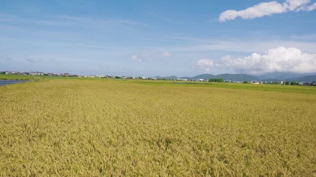 Car side window view of rice fields terrace farming plantation in Yilan,Taiwan