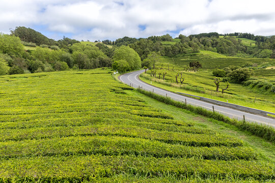 Azores Gorreana tea plantation landscape nature on Sao Miguel island in Portugal