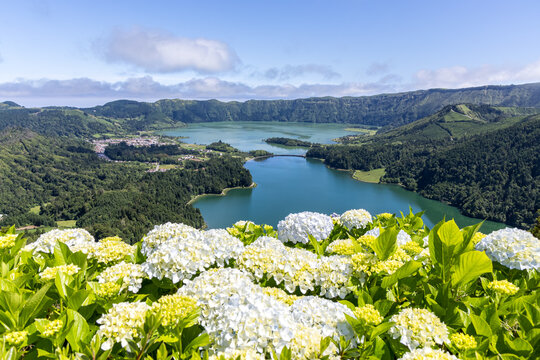 Azores view of Sete Cidades with Hydrangeas flowers landscape nature on Sao Miguel island volcanic lake in Portugal