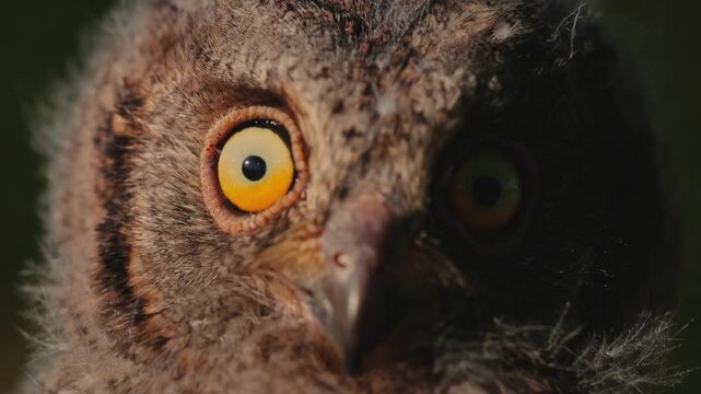 Portrait of a fluffy nestling Eurasian scops owl Otus scops perched on a tree branch in a forest. Close-up of a young wild owl chick in Wildlife habitat, featuring soft feathers, expressive eyes.